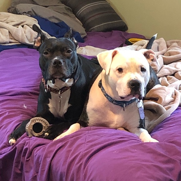 Meet your Posher, Sherry - Picture 8 of 12